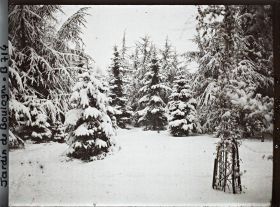 Image représentant Forêt bleue sous la neige
