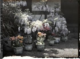 Image représentant Glycines, azalées et calcéolaires en pots fleuries au pied de la maison est du " village japonais "