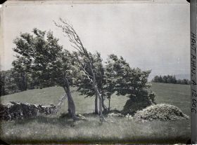Image représentant Type de végétation à 1 150 mètres (crête sud-est du Rossberg)