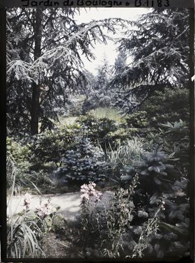 Image représentant La forêt bleue avec le marais à l'arrière-plan