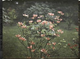 Image représentant Azalée