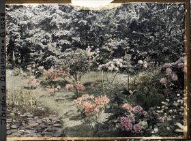 Image représentant Azalées et rhodos au borde de l'étang dans le marais