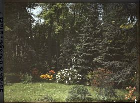 Image représentant Azalées et rhodos près de la forêt bleue