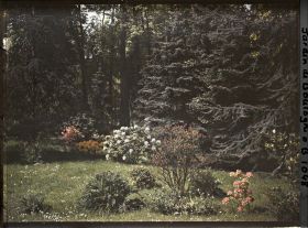 Image représentant Azalées et rhodos près de la forêt bleue
