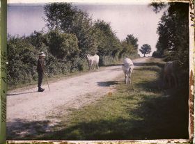 Image représentant Deux vaches morvandelles et le petit vacher sur un chemin