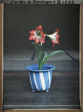 Image représentant Amaryllis en fleurs dans un pot de faïence, à l'intérieur d'une maison du " village japonais "