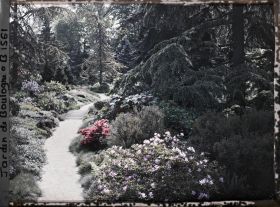Image représentant Azalées en fleurs au bord d'une allée du " sanctuaire japonais " menant au " village japonais "