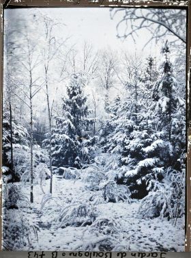 Image représentant Forêt bleue sous la neige