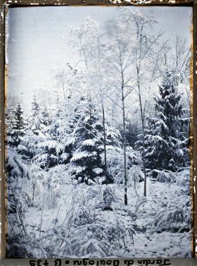 Image représentant Forêt bleue sous la neige