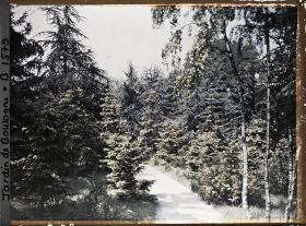 Image représentant La forêt dorée et la forêt bleue