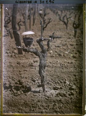 Image représentant France, Cépage (Blanc) Sémillon = le récipient suspendu au dessus du greffage est rempli de matières sucrées : c'est un piège alimentaire pour endémys