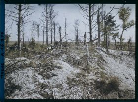 Image représentant France, Mauroy, Arbres déchiquetés par les Obus