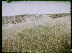 Image représentant Ile de France, Vaux, Blés et Coquelicots