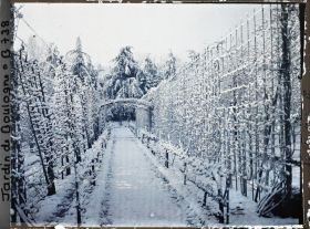 Image représentant Allée enneigée et bordée de fruitiers palissés, menant vers le sud au cœur du verger-roseraie