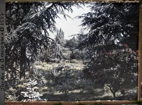 Image représentant La forêt bleue, à l'arrière-plan le marais