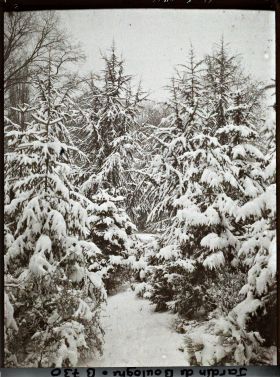 Image représentant Forêt bleue sous la neige