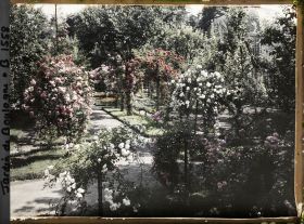 Image représentant Parterre de rosiers tiges et allée fleurie menant à la forêt bleue, à l'est du verger-roseraie
