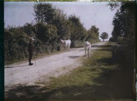 Image représentant Deux vaches morvandelles et le petit vacher sur un chemin